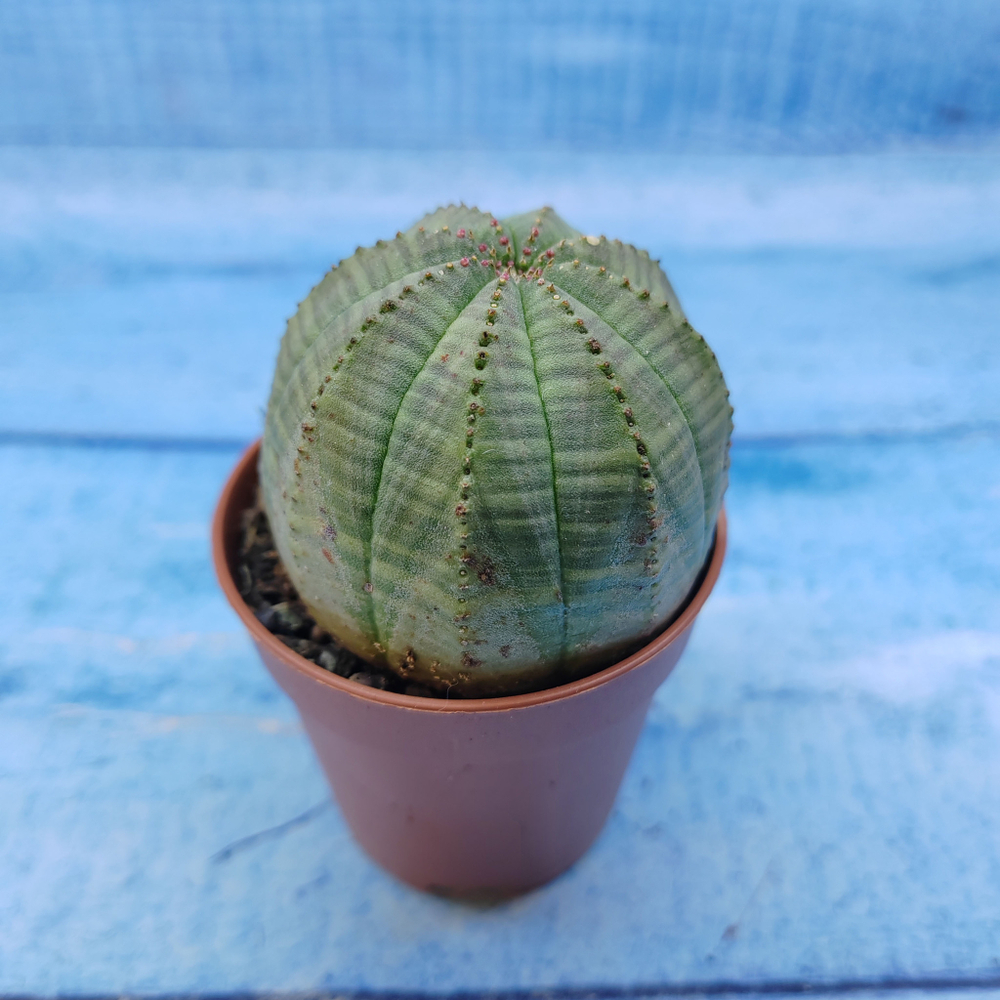 Euphorbia Obesa (Эуфорбия)
