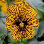 Фиалка рогатая