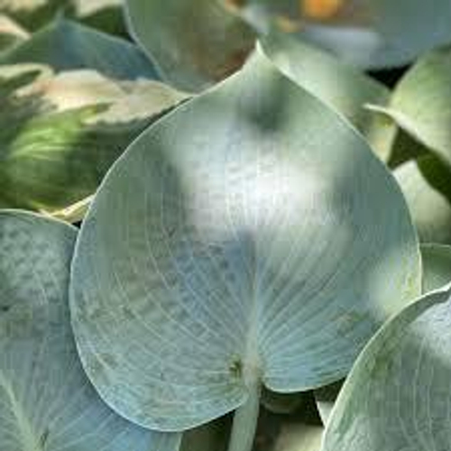 Хоста Хедспен Блу /  Hadspen Blue   (SM)