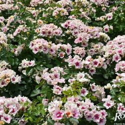 Си Ю ин Пёрпл (See You in purple)