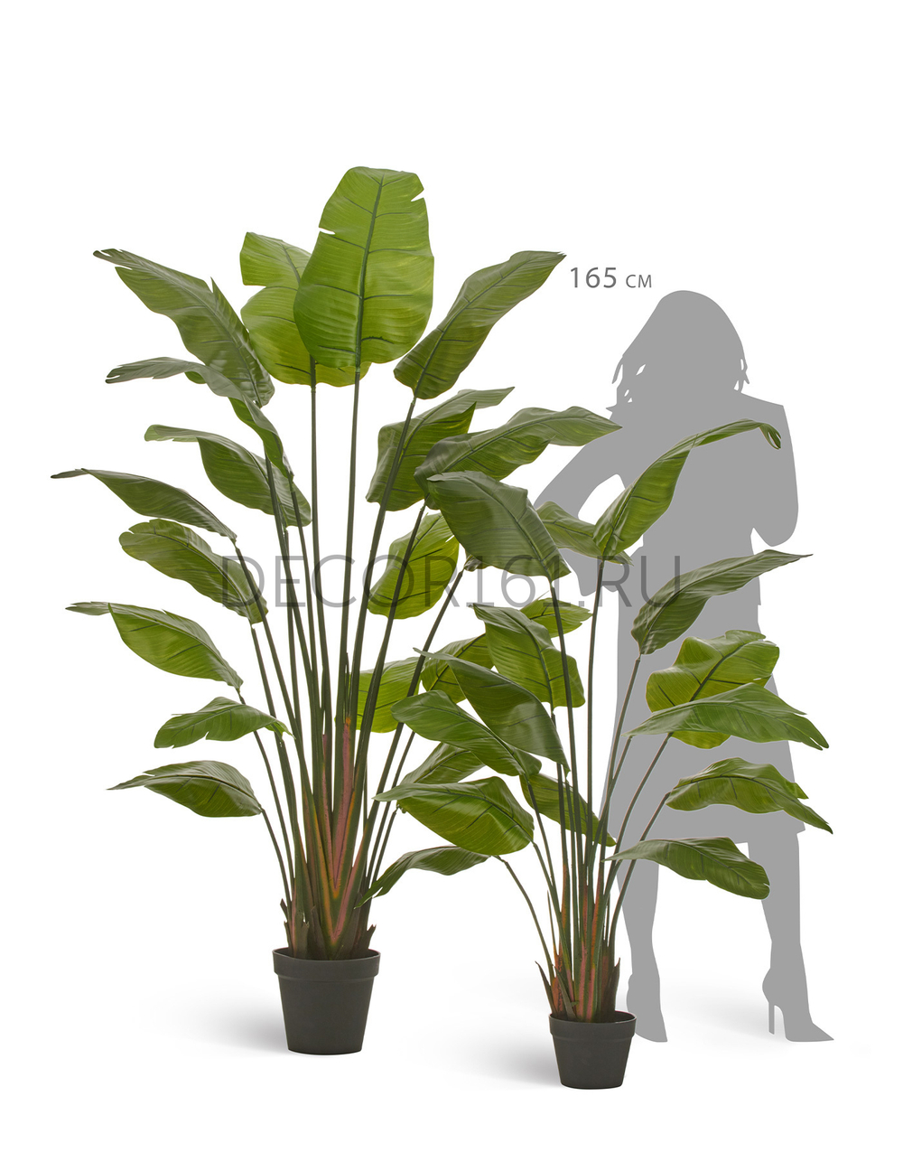 Стрелиция Traveller зелёная в-180 см (18 листов) (Sensitive Botanic) 1/1 10.011353N
