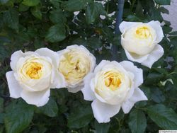 Амнести Интернешнл (Amnesty international)