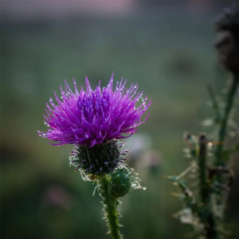 Отдушка CS - Луговой Чертополох (Meadow Thistle)