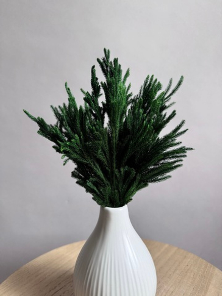 Китайский можжевельник зеленый