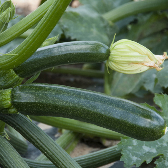 Супремо F1 семена кабачка (Syngenta / Сингента) продукт – фото 2