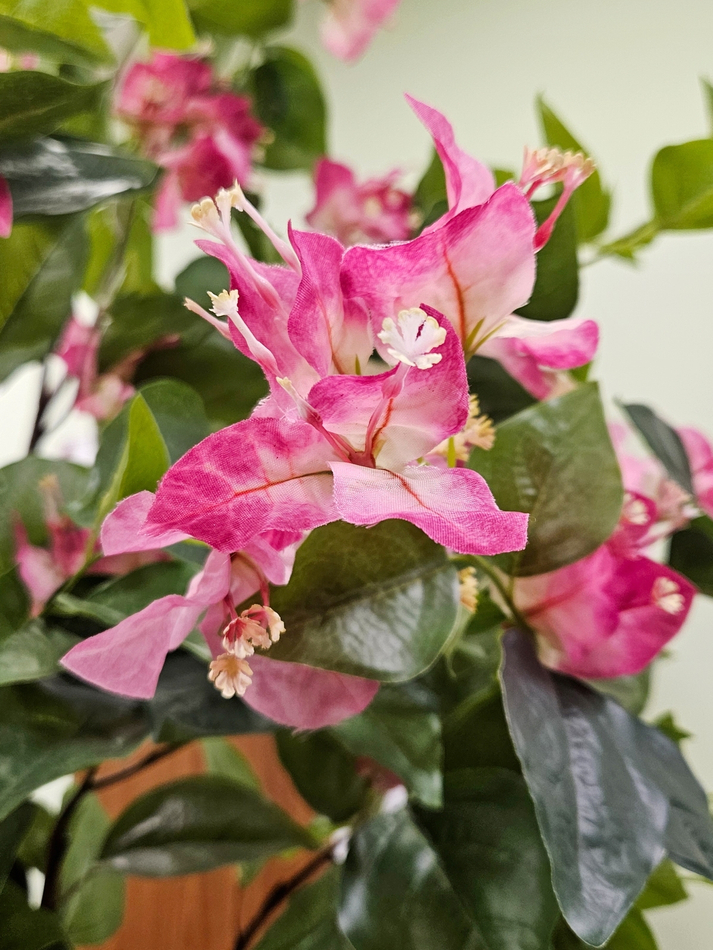 Бугенвиллия дерево 150см малиновая в кашпо