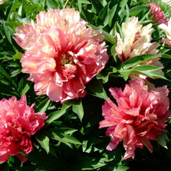 Пион Хиллари ИТО гибрид (горшок 5л)