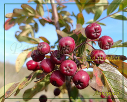 Рябина Ликерная