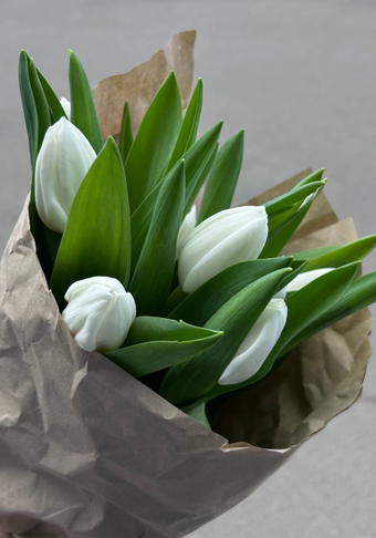 Tulip Royal Virgin