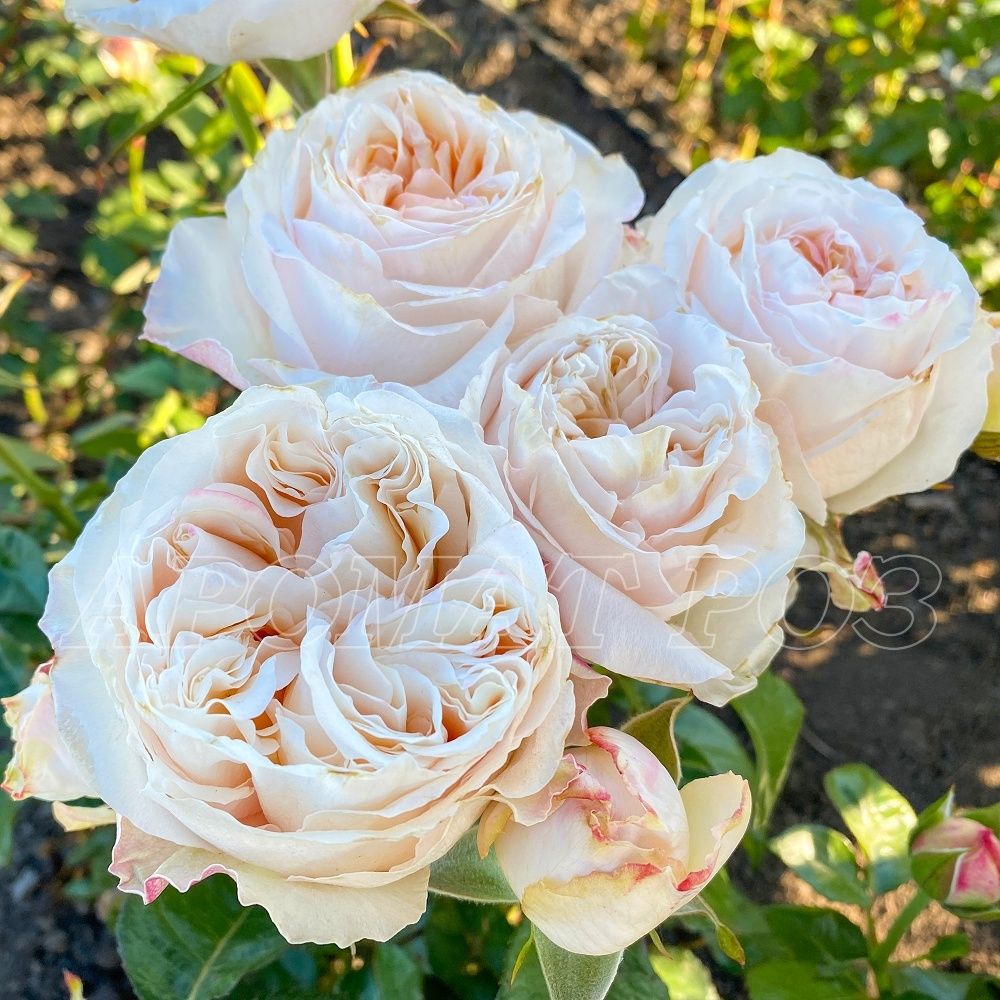 Виктория Пич (Victorian Peach)