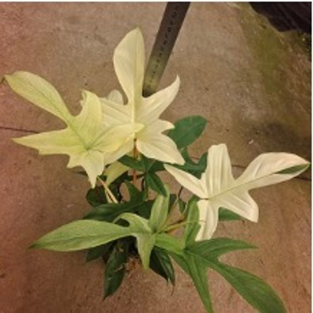 Филодендрон Florida Ghost д.15