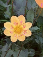 Георгин воротничковый Келси Анна Джой