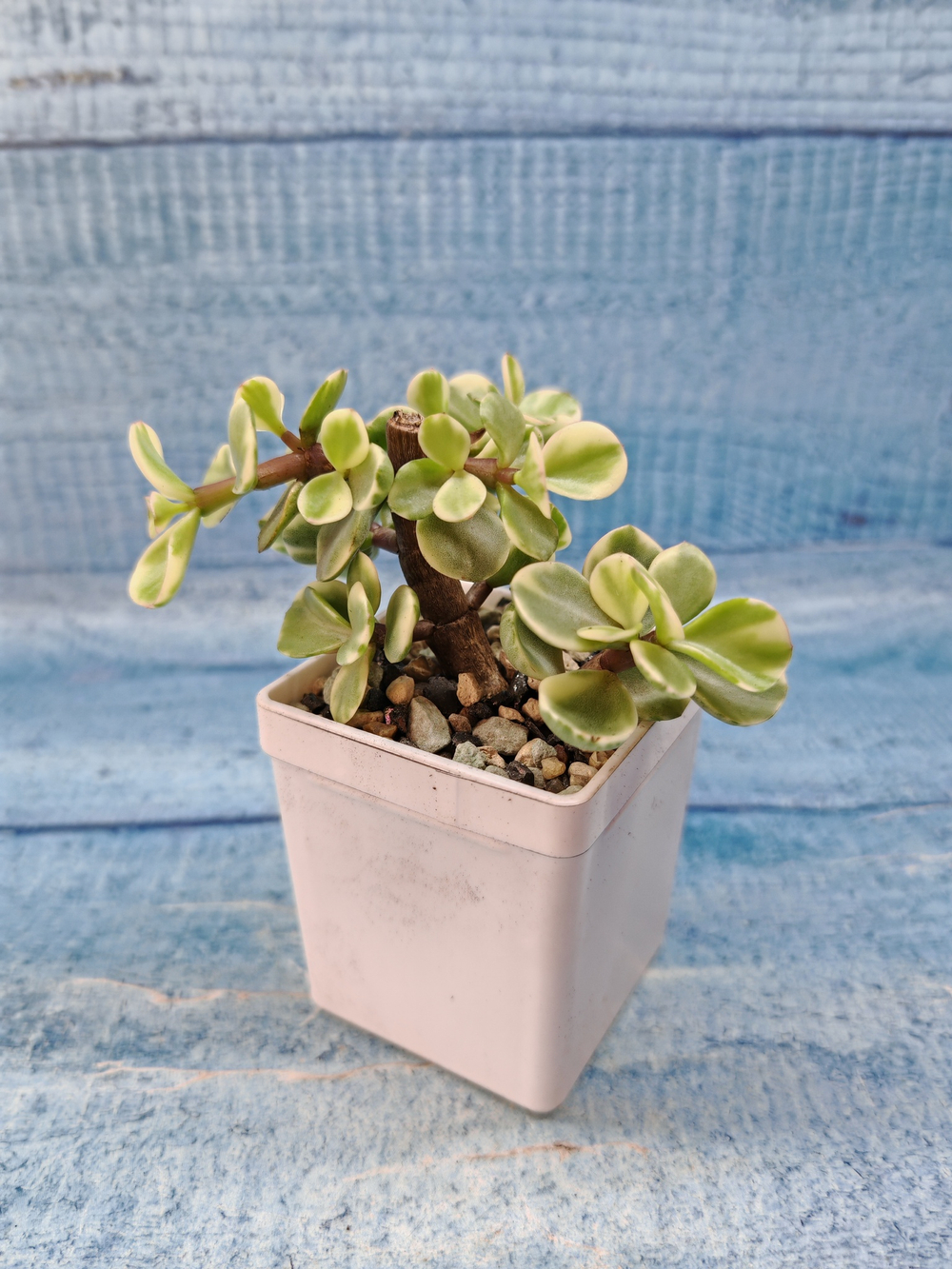 Portulacaria Afra Variegata (Портулакария)