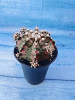 Gymnocalycium T-Rex Pink hybride (Гимнокалициум T-rex)