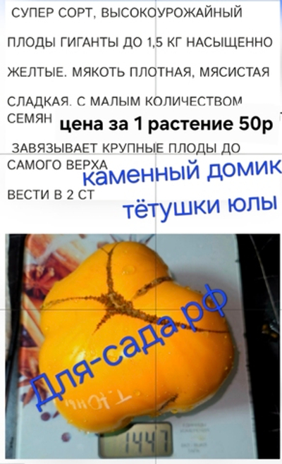 РАССАДА ТОМАТОВ КАМЕННЫЙ ДОМИК Т ЮЛЫ малосемянной