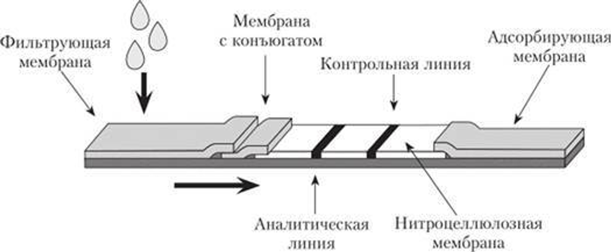 Почему растет популярность ИХА экспресс-тестирования в ветеринарии?