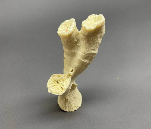 Кр-2647н Коралл Тубастрея тройной 14*6*9