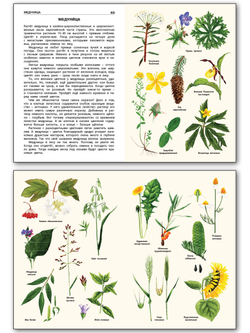 Книга "Растения России" Васильева Н.Ю., 1 класс, школьный словарик, офсетная печать