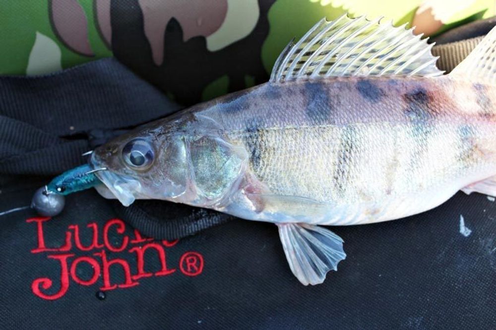 Виброхвост LJ 3D Series Makora Split Tail 3.0in (7,6 см), цвет 004, 7 шт/уп