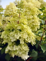 Гортензия метельчатая Канделайт