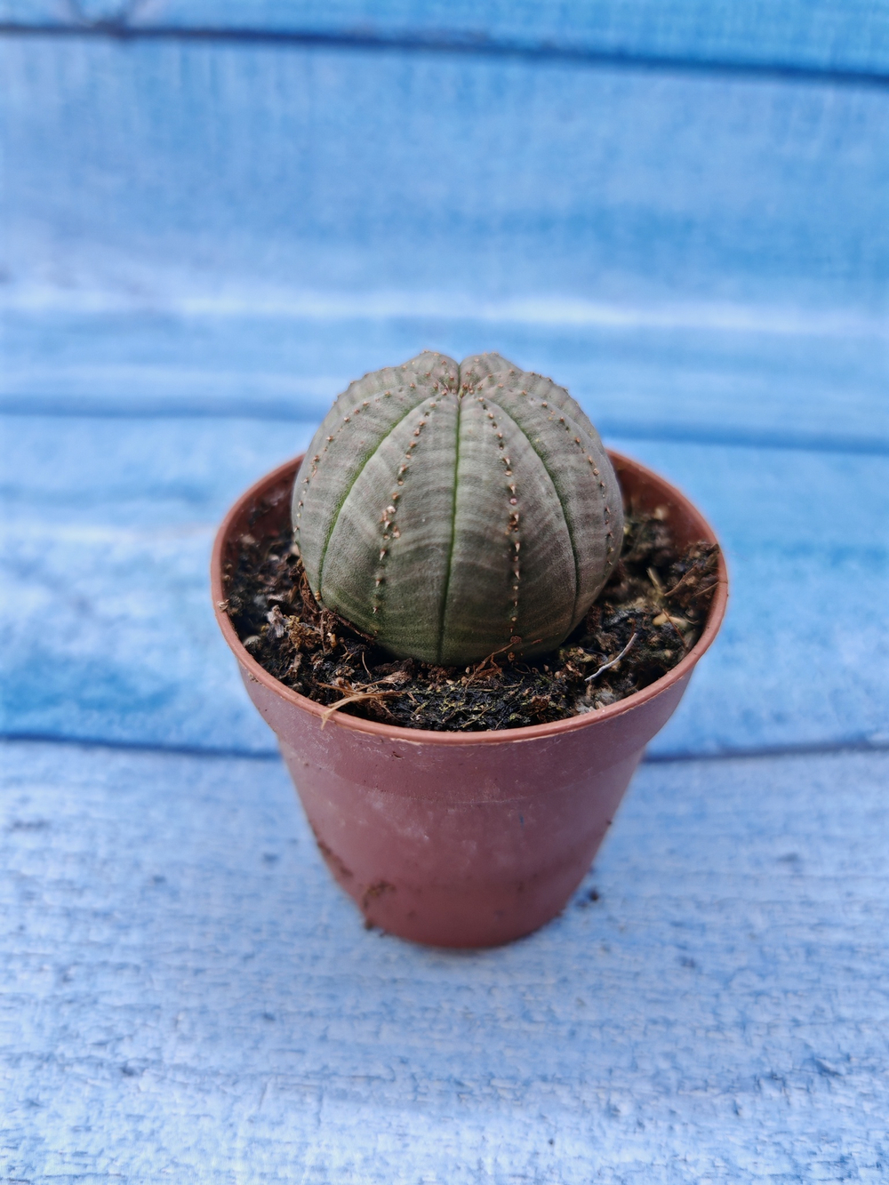 Euphorbia Obesa (Эуфорбия)