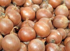 Моушен F1 семена лука репчатого (Syngenta / Сингента)