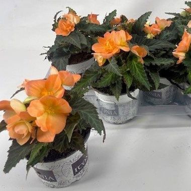 1274 Бегония I'CONIA FIRST KISS SOFT ORANGE (ВЕСНА 2025)