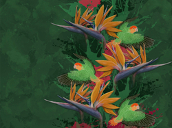 Коллекция BIRDLY