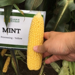 Минт F1 семена кукурузы (Clause / Клос)