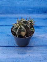 Euphorbia meloformis f. Variegated (Эуфорбия вариегатная)