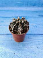 Gymnocalycium Friedrichii (Гимнокалициум)