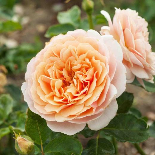 Роза Парфюм Де Орлеанс Закупка М16 июнь 2026