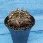 Gymnocalycium T-Rex Pink hybride (Гимнокалициум T-rex)