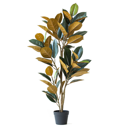 Фикус эластика Бордо 125 см.