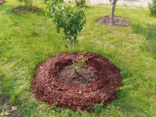 Мульчирование приствольных кругов в мае: секреты плодородия и экономии времени Мульчирование приствольных кругов в мае: секреты плодородия и экономии времени