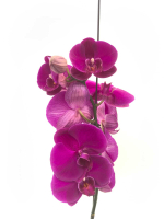 Фаленопсис (Орхидея) 1 РР(белый)