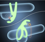 Кольцо эрекционное с зайчиком EroHot Glow светящееся в темноте