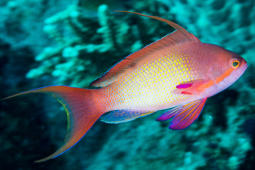 Антиас лирохвостый (самец) (Pseudanthias squamipinnis / male)