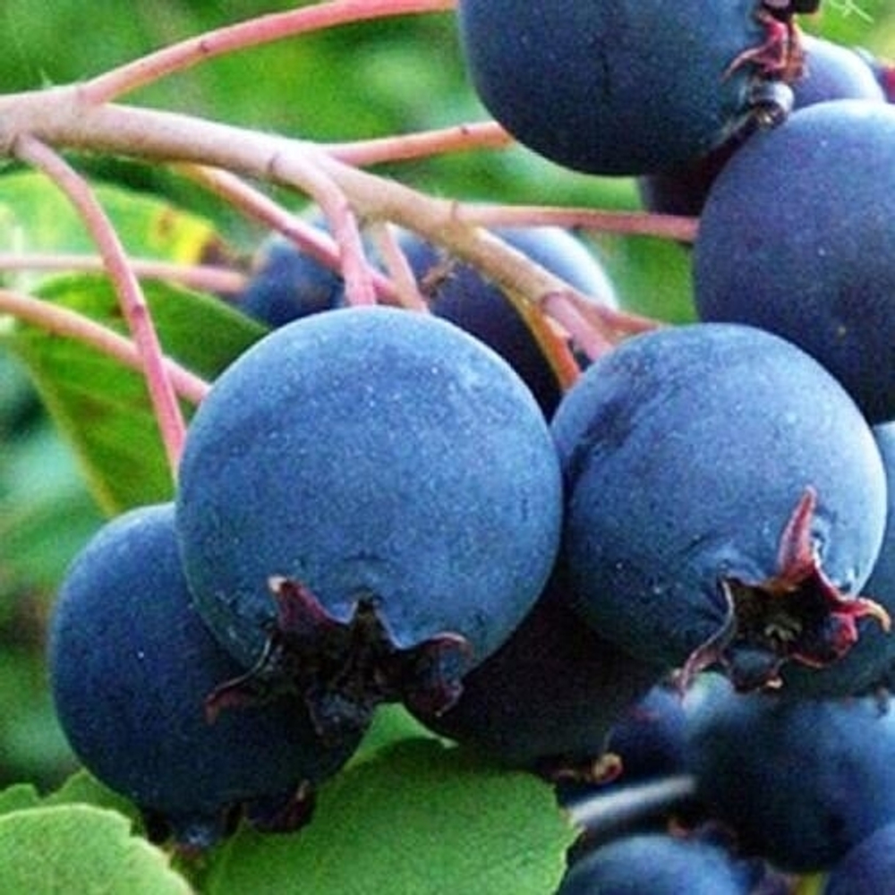 Ирга Нортлайн