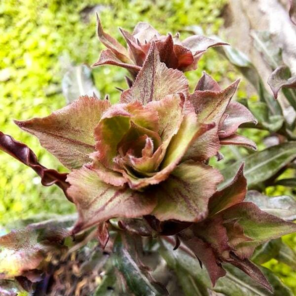 Адениум SUPER PLASTIC