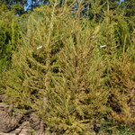 Лиственница сибирская (ком) 150-200