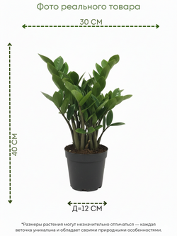 Замиокулькас Round Leaf д. 12