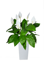 Искусственные цветы Спатифиллум белый средний в высоком белом кашпо 36см