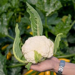 СМИЛЛА F1 семена капусты цветной (Syngenta | Alexagro)