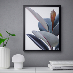 IKEA BILD  (ИКЕА БИЛД)  -  Постер, Горшечное растение -Зей, 40x50 см
