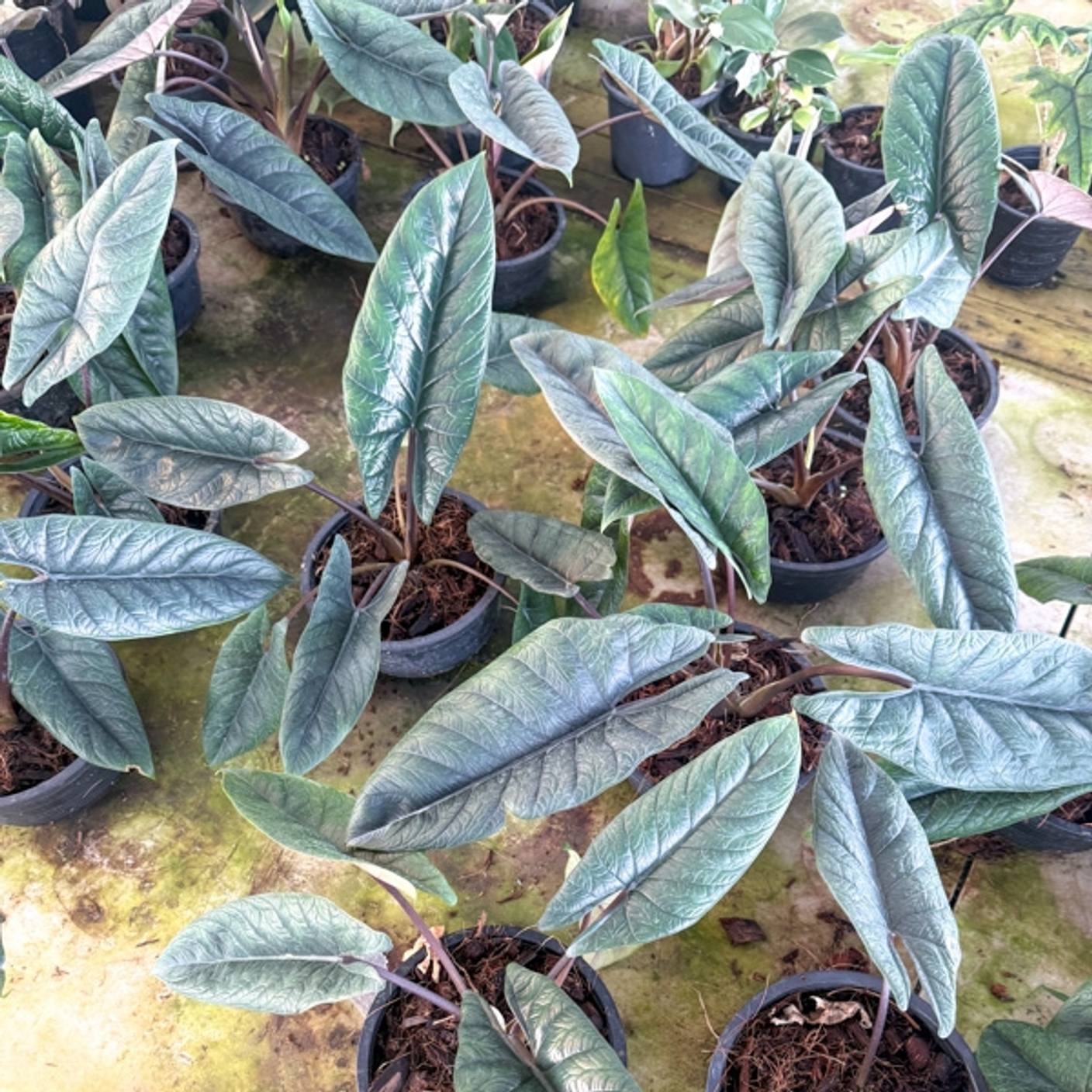 Алоказии в предзаказе на май