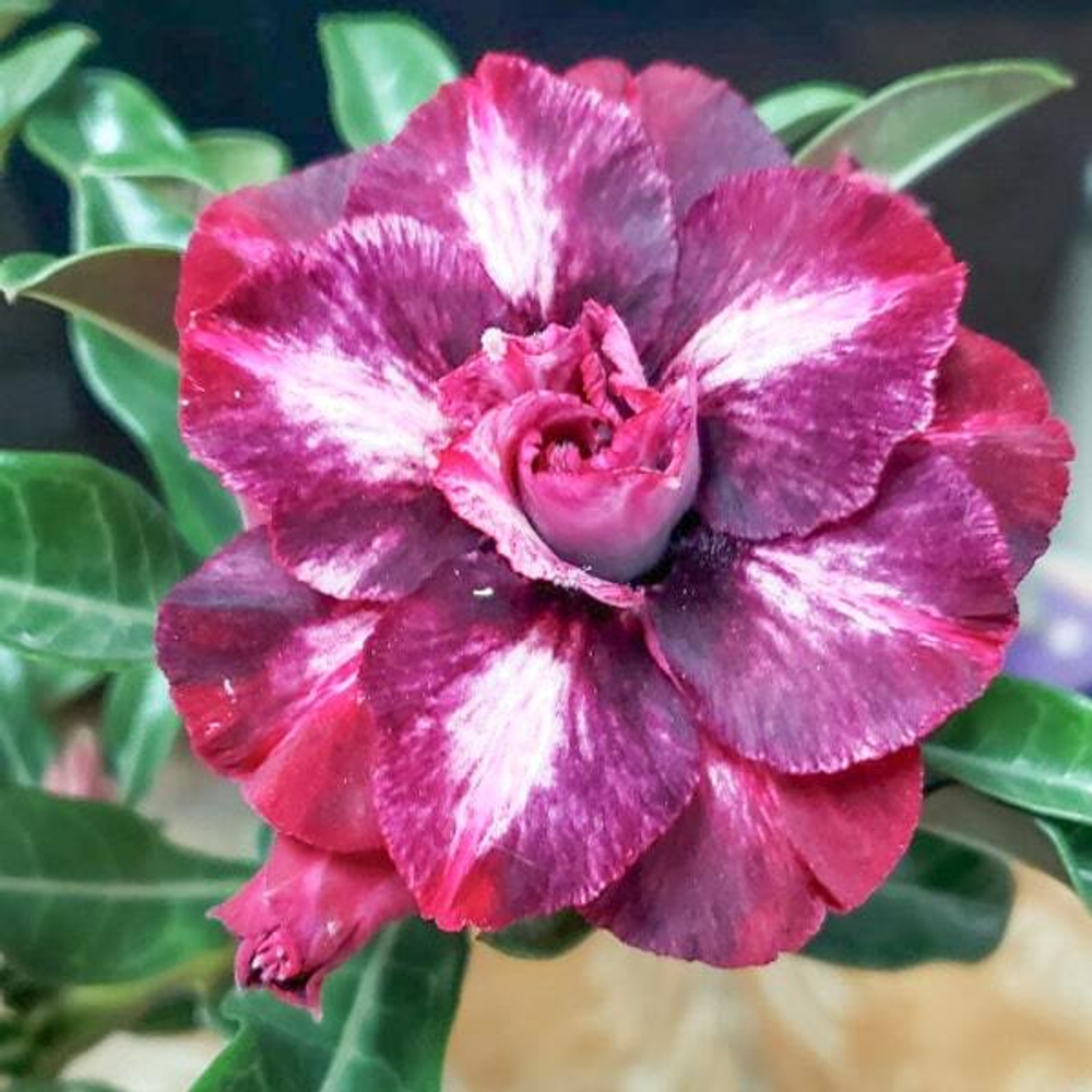 Адениум обесум 348 Mỹ Linh 26