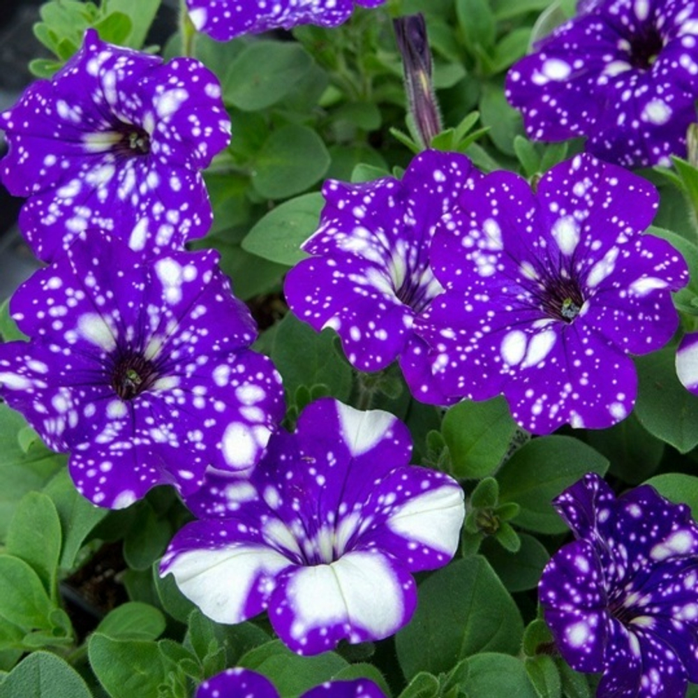 Петунья Midnight sky