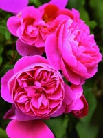 Роза плетистая Аллегро