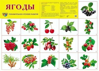 Плакат демонстрационный супер А2 "Ягоды" (Сфера)